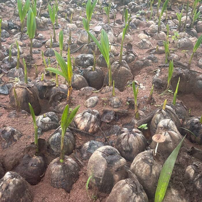 Coconut Seedlings