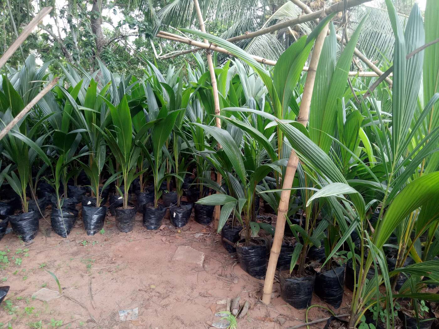 BJ Farms coconut nursery photo