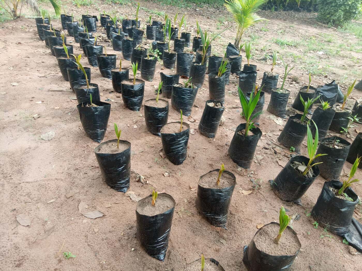 BJ Farms coconut nursery photo