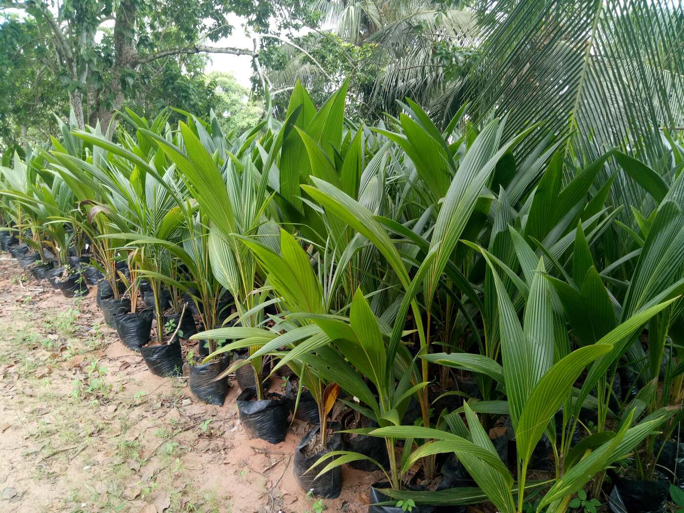 BJ Farms coconut nursery photo