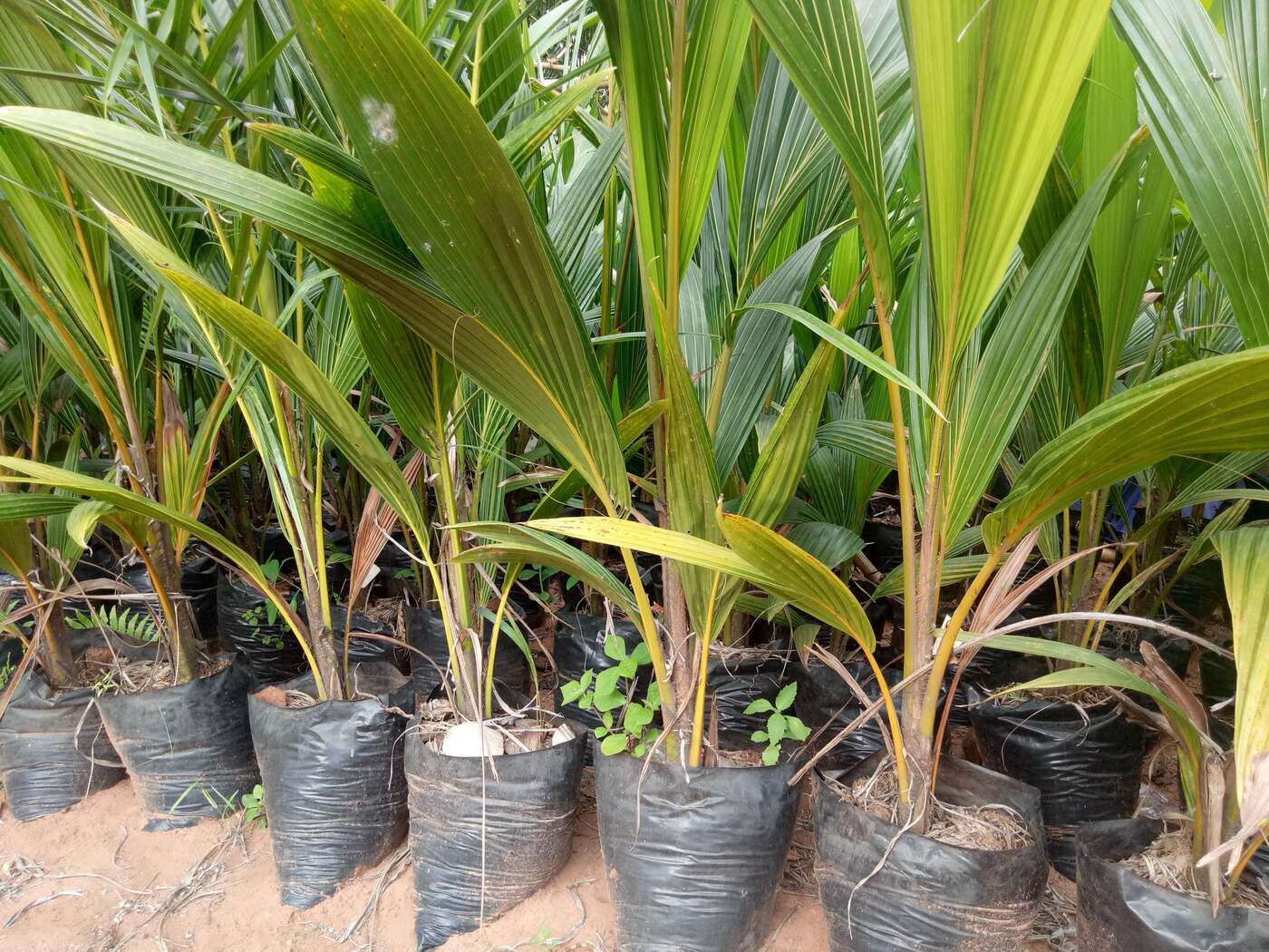 BJ Farms coconut nursery photo