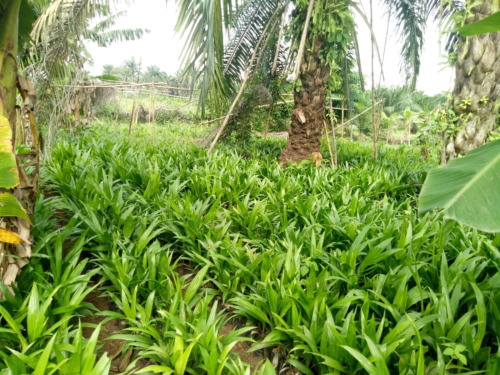 BJ Farms oil palm nursery seedlings