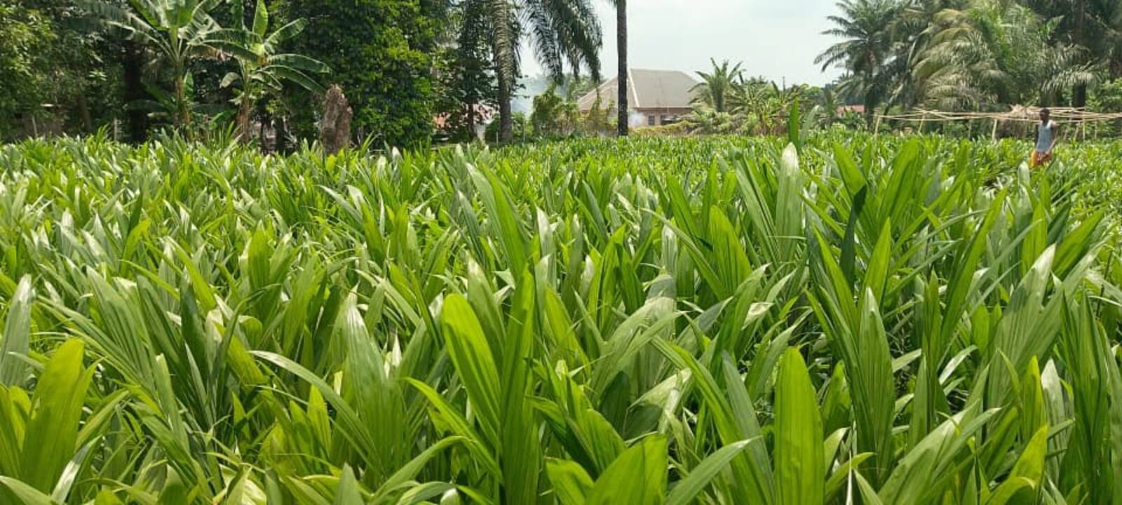 BJ Farms nursery field of young oil palm seedlings