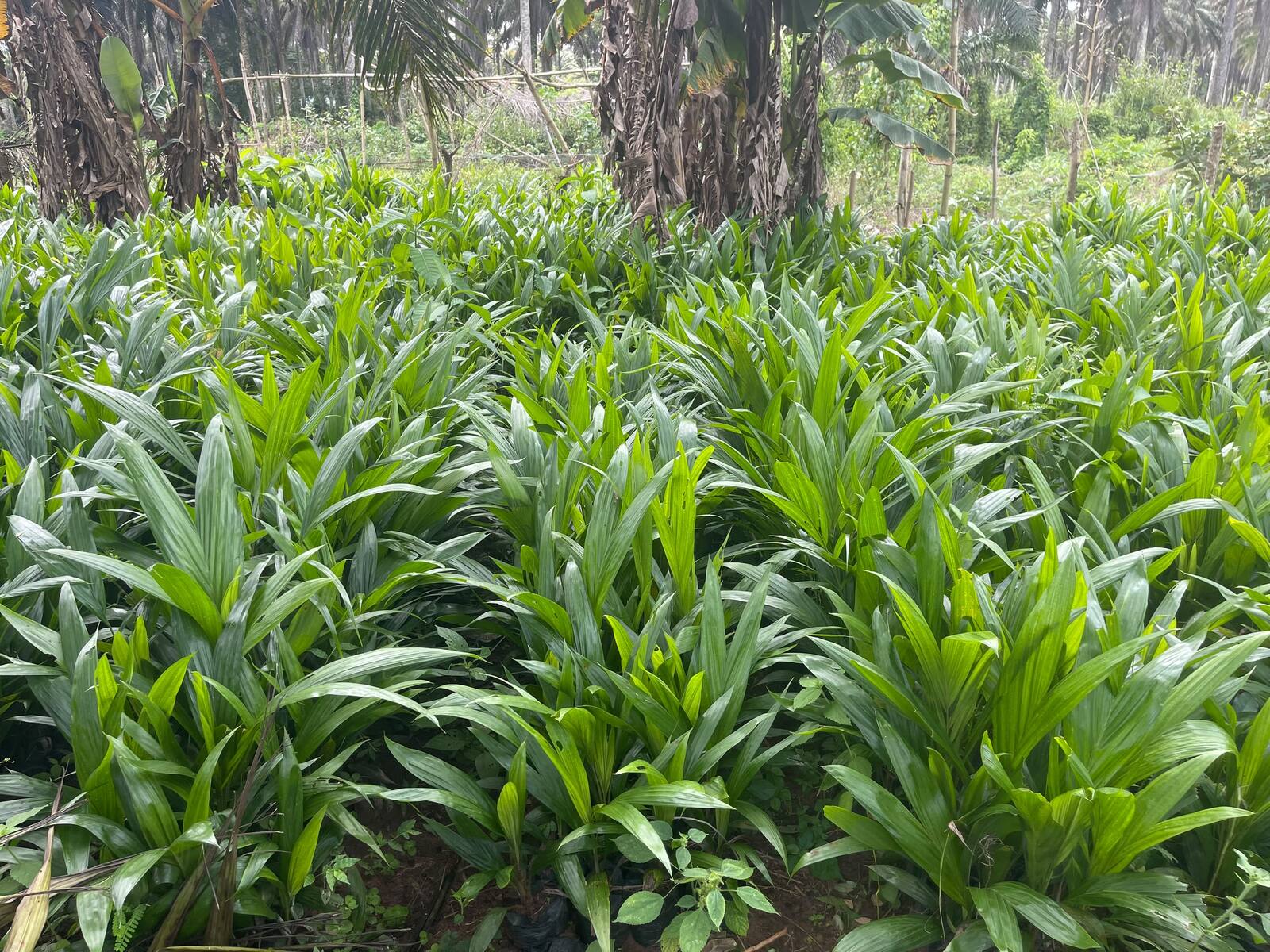 BJ Farms nursery rows of oil palm seedlings