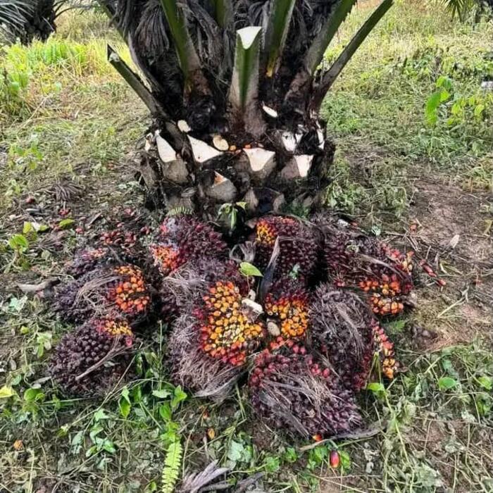Oil palm fruit bunches