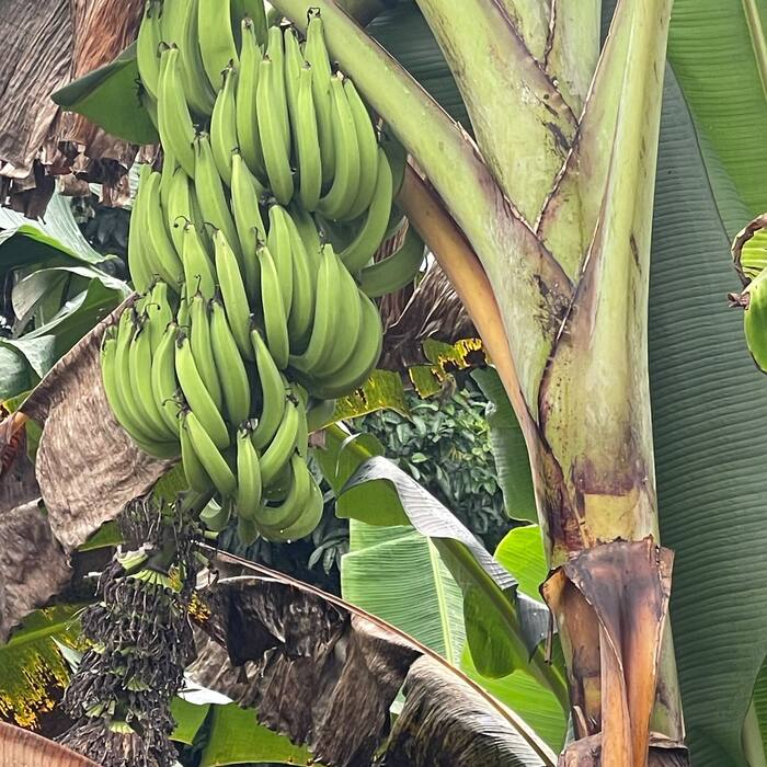 Plantain Suckers